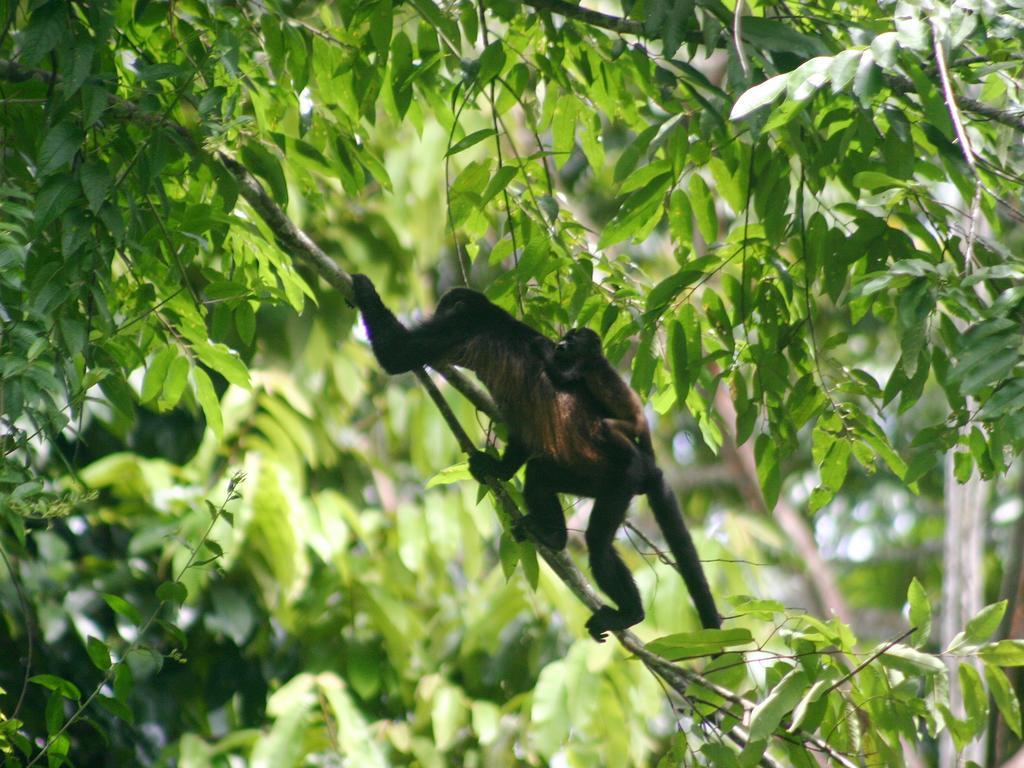 El Colibri Lodge Manzanillo  Eksteriør billede