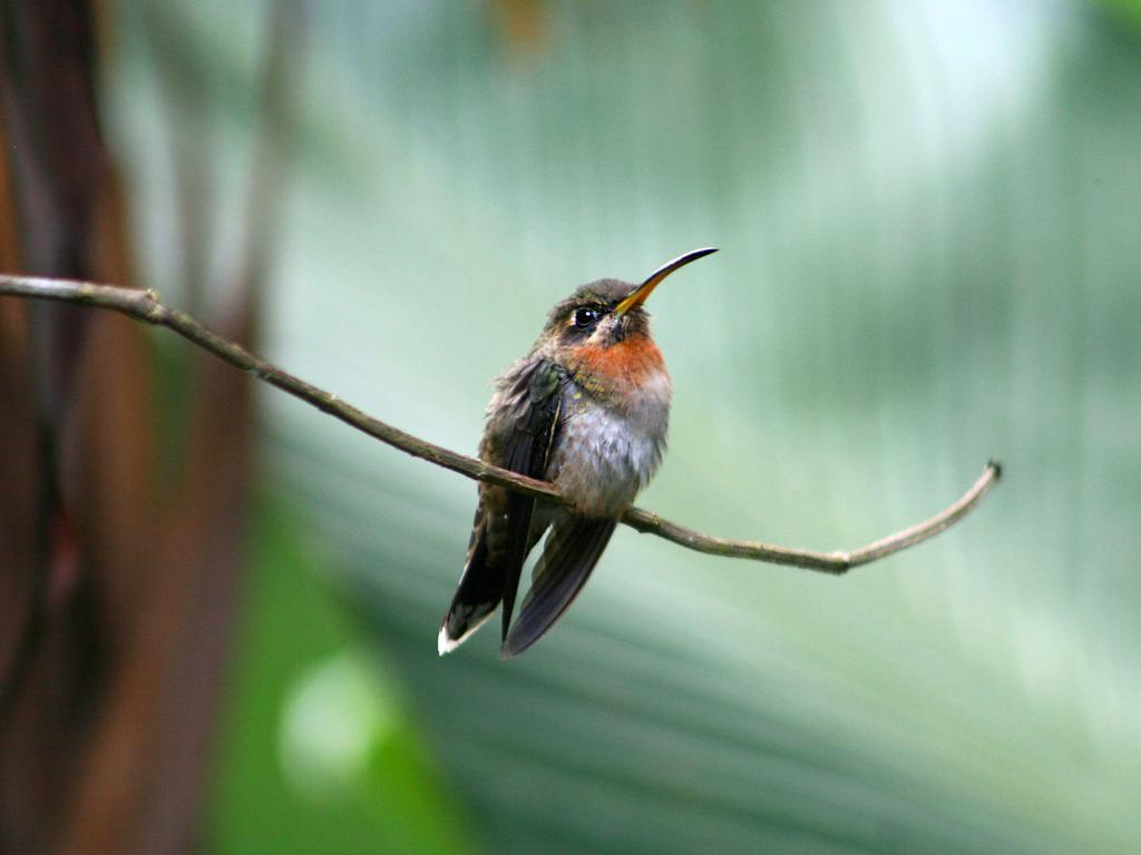 El Colibri Lodge Manzanillo  Eksteriør billede