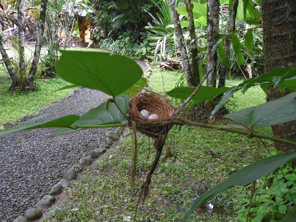 El Colibri Lodge Manzanillo  Eksteriør billede