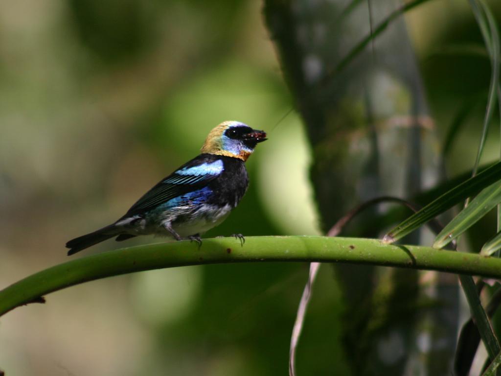El Colibri Lodge Manzanillo  Eksteriør billede