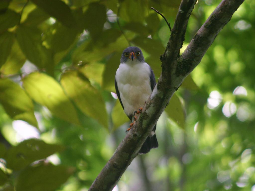 El Colibri Lodge Manzanillo  Eksteriør billede