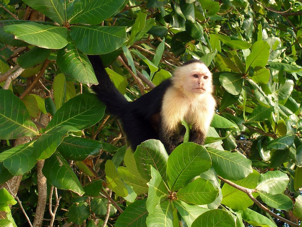 El Colibri Lodge Manzanillo  Eksteriør billede